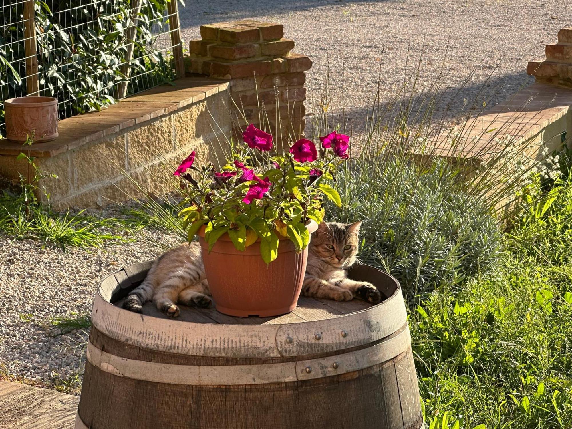 Fornace Del Conte Appartement Abbadia di Montepulciano Buitenkant foto